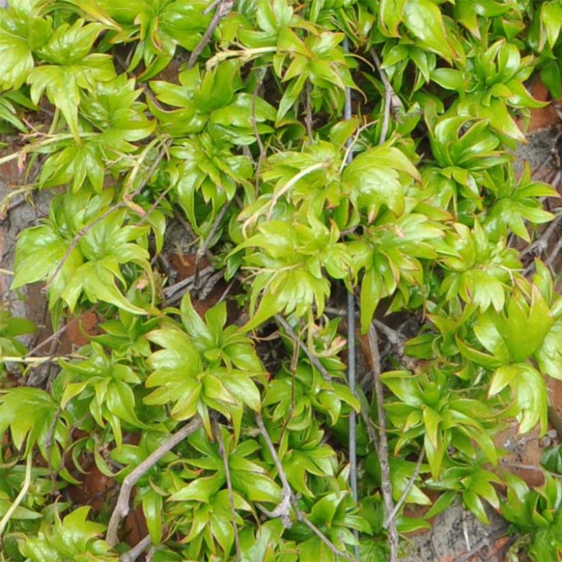 Parthenocissus tricuspidata Lowii - Parra virgen (Follaje)