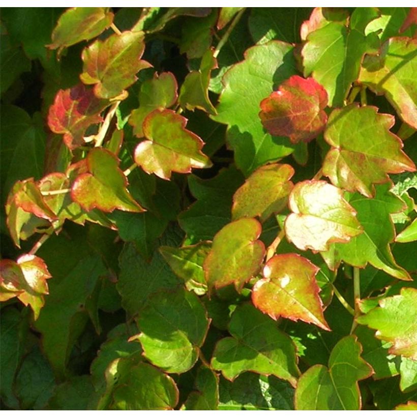 Parthenocissus tricuspidata Minutifolia - Parra virgen (Follaje)