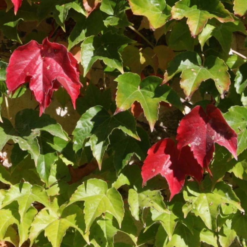 Parthenocissus tricuspidata Veitchii Robusta - Parra virgen (Follaje)