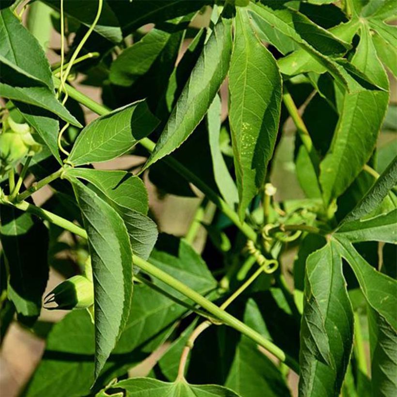 Passiflora Incense - Flor de la pasión (Follaje)