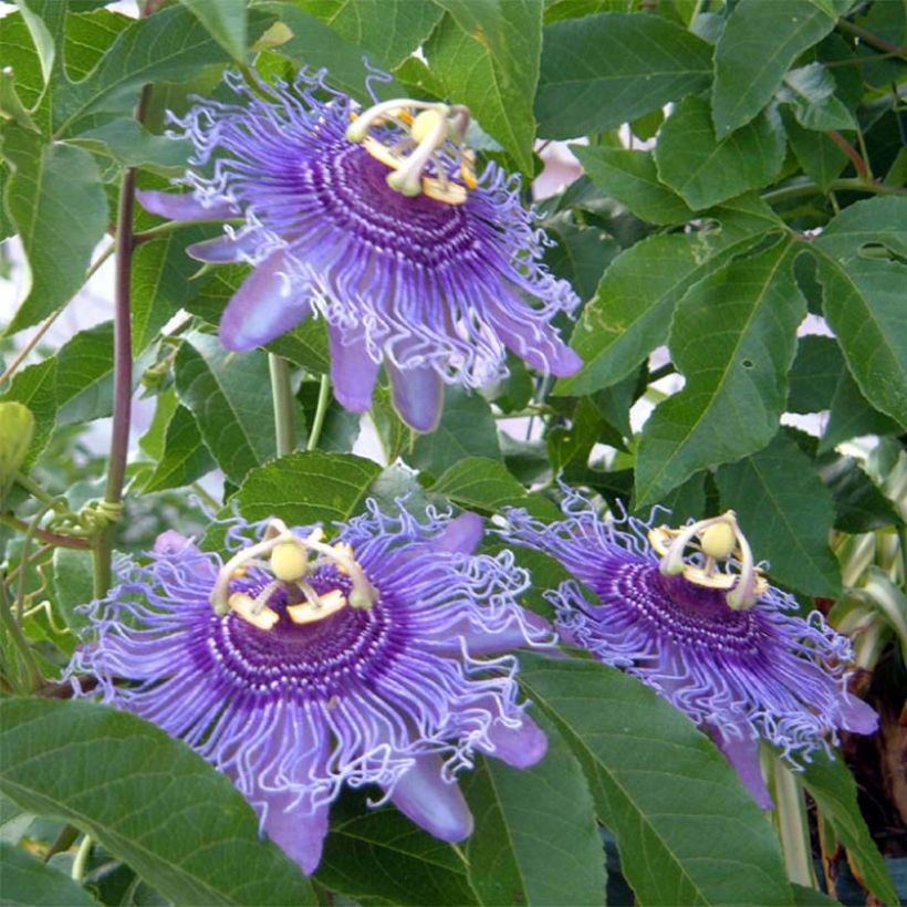 Passiflora Incense - Flor de la pasión (Floración)