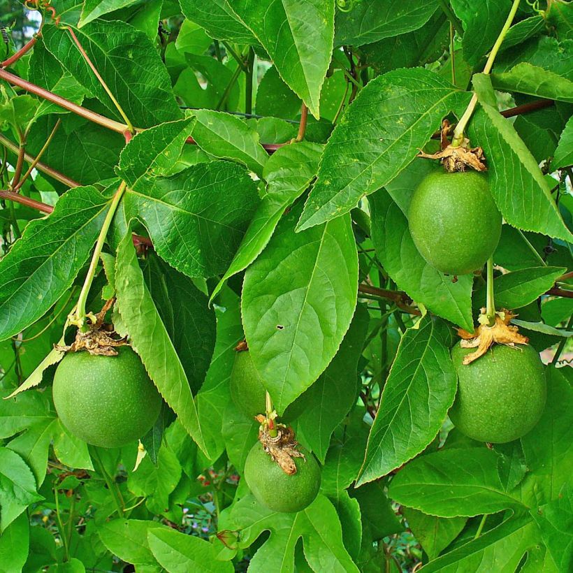 Passiflora incarnata - Flor de la pasión (Follaje)