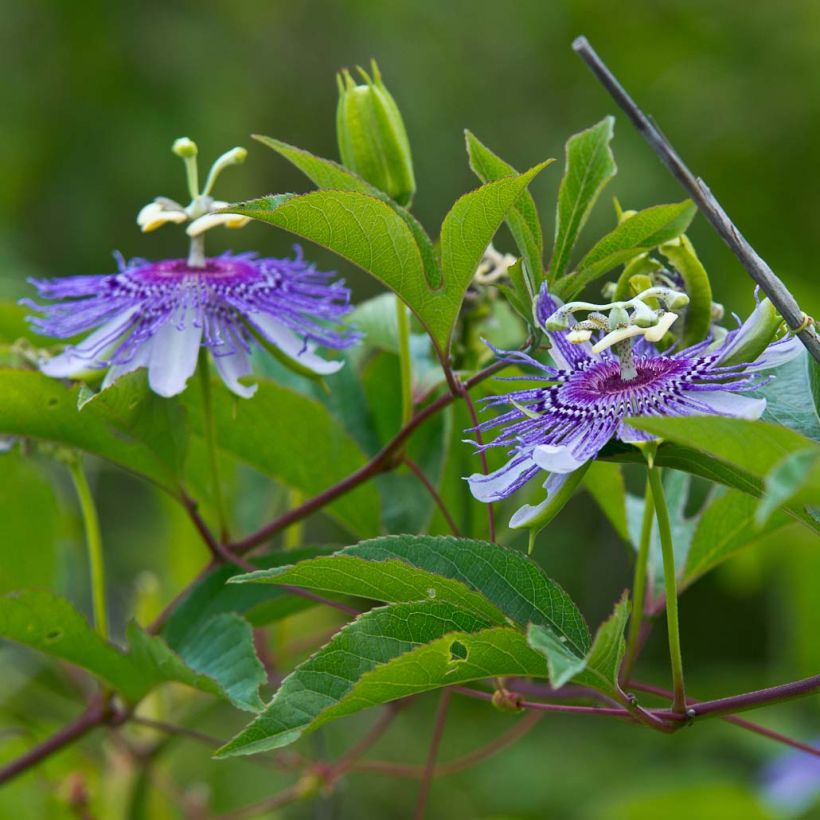 Passiflora incarnata - Flor de la pasión (Floración)