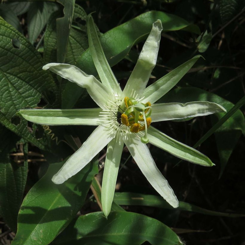 Passiflora mucronata - Flor de la pasión (Floración)