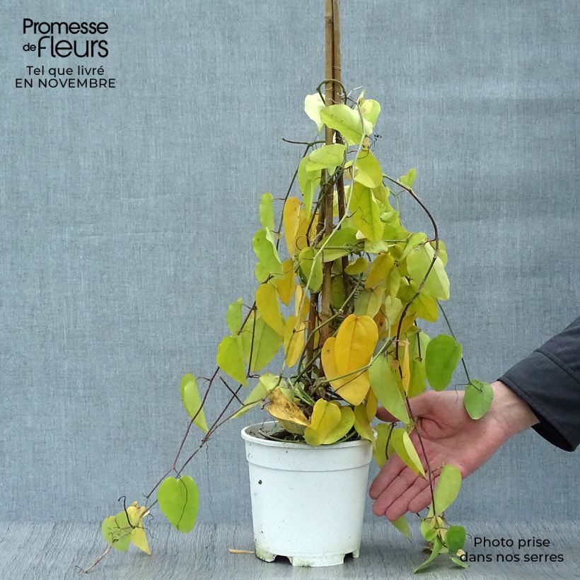 Ejemplar de Passiflora mucronata - Fleur de la Passion Pot de 2L/3L entregado en otoño