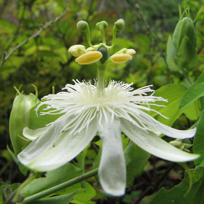 Passiflora subpeltata - Pasiflora blanca (Floración)