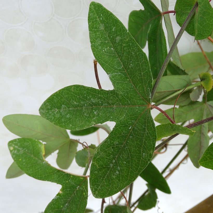 Passiflora Amethyst Blanche - Flor de la pasión (Follaje)