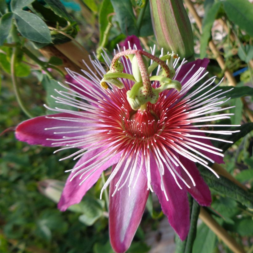 Passiflora Anastasia - Flor de la pasión (Floración)