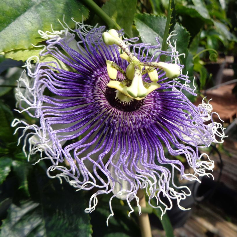 Passiflora Byron Beauty - Flor de la pasión (Floración)