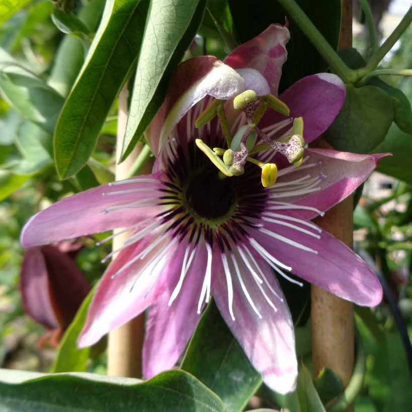 Passiflora caerulea x racemosa - Flor de la pasión (Floración)