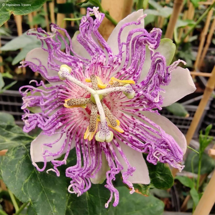 Passiflora incarnata Eia popeia - Flor de la pasión (Floración)