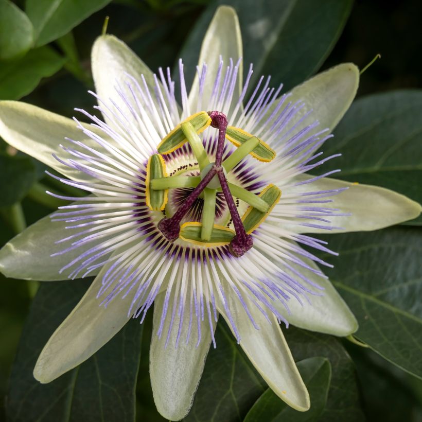 Passiflora caerulea Clear Sky - Flor de la pasión (Floración)