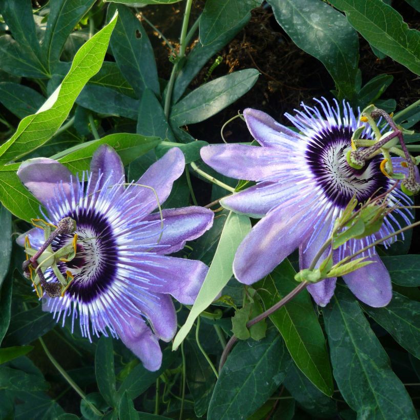 Passiflora Lady Betty Myles Young - Flor de la pasión (Floración)