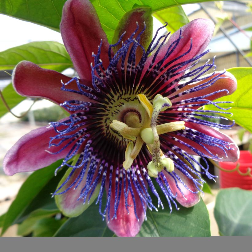 Passiflora Marijke - Flor de la pasión (Floración)