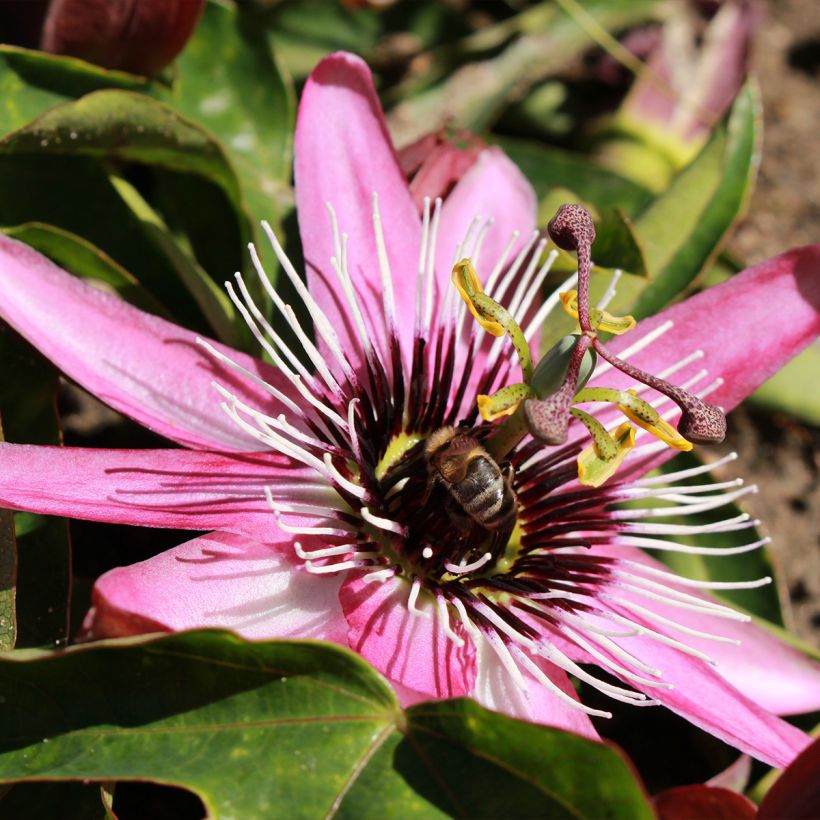 Passiflora Eden - Flor de la pasión (Floración)