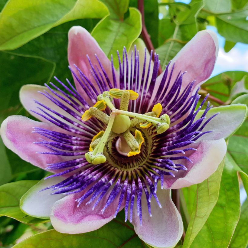 Passiflora Imperatrice Eugénie - Flor de la pasión (Floración)