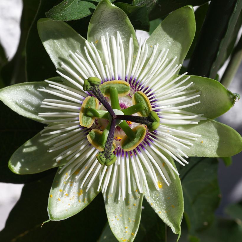 Passiflora White lightening - Flor de la pasión (Floración)