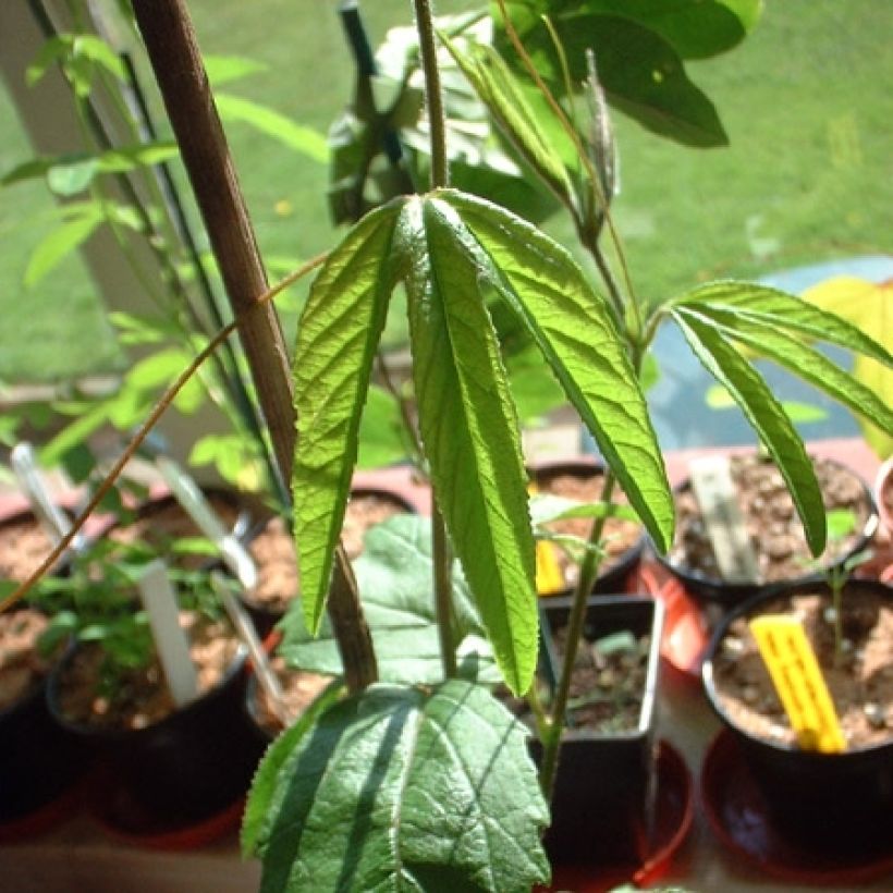 Passiflora Exoniensis - Flor de la pasión (Follaje)