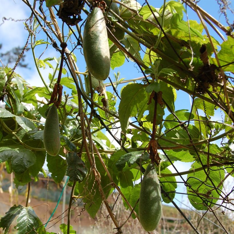 Passiflora Exoniensis - Flor de la pasión (Cosecha)