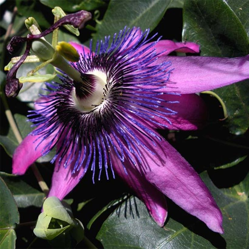 Passiflora Purple Passion - Flor de la pasión (Floración)