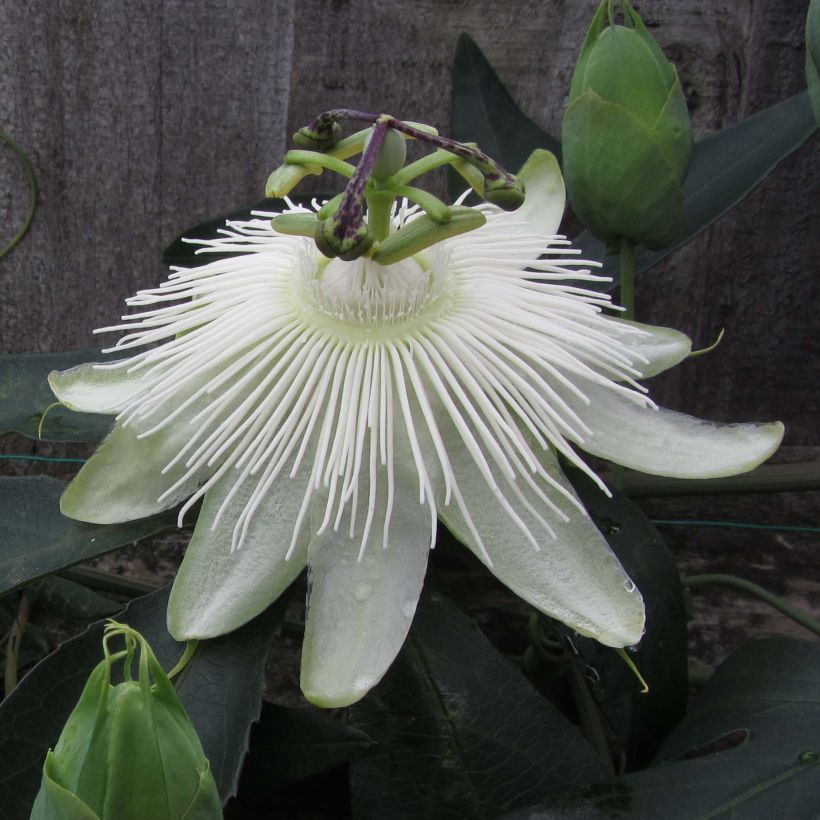 Passiflora hybrida Snow Queen - Flor de la pasión (Floración)