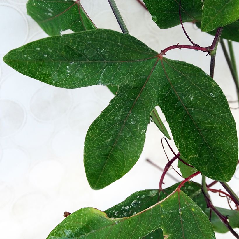 Passiflora Violacea - Flor de la pasión (Follaje)