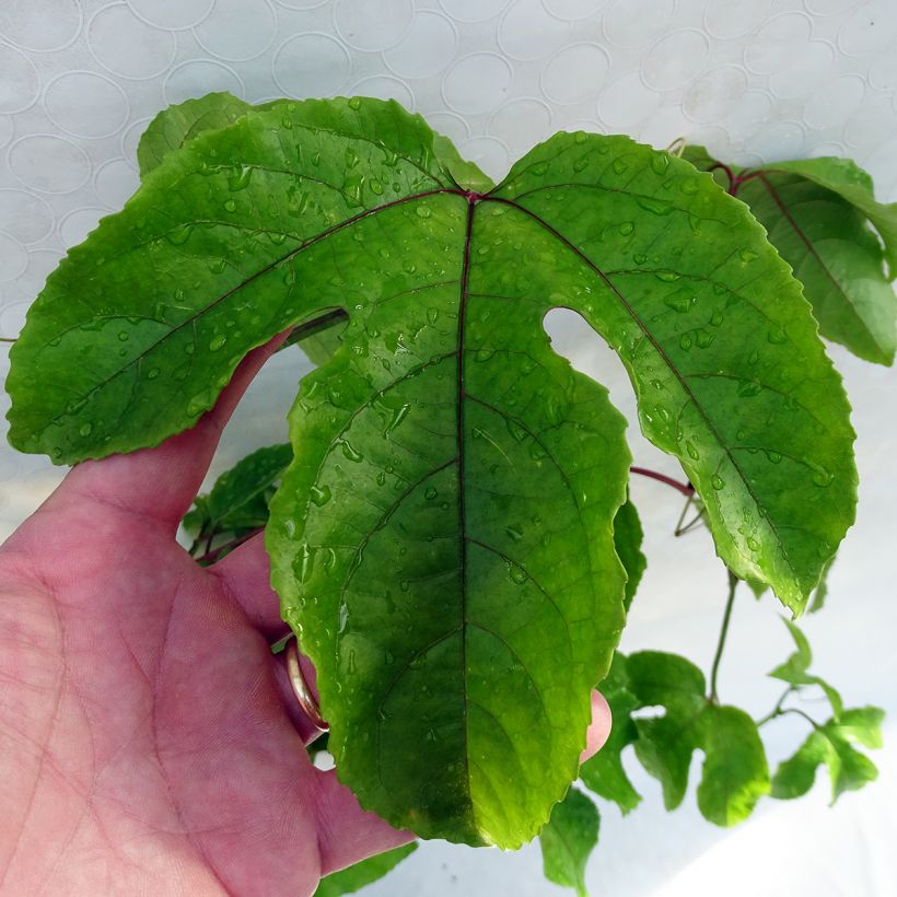 Passiflora alata - Flor de la pasión (Follaje)