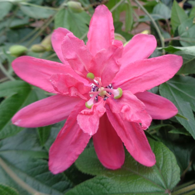 Passiflora insignis Pink Passion - Flor de la pasión (Floración)