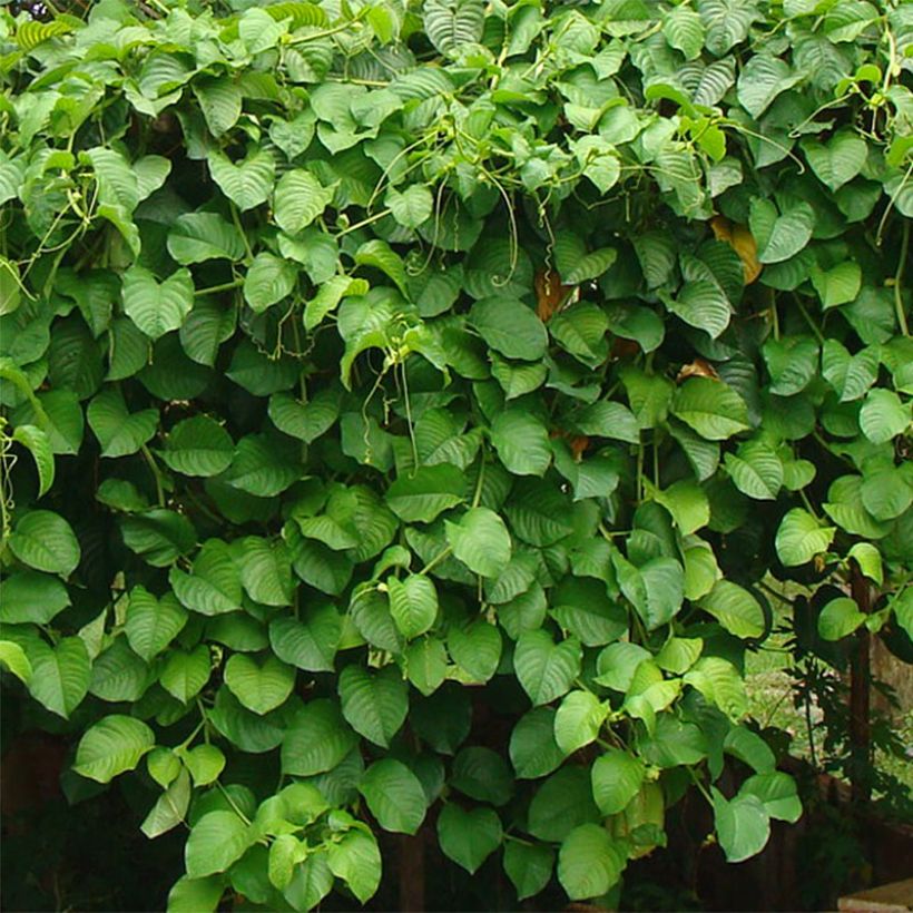 Passiflora quadrangularis - Badea (Follaje)