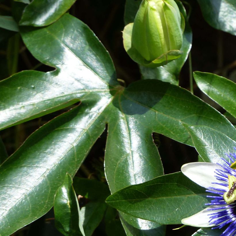 Passiflora Damsel's Delight - Flor de la pasión (Follaje)