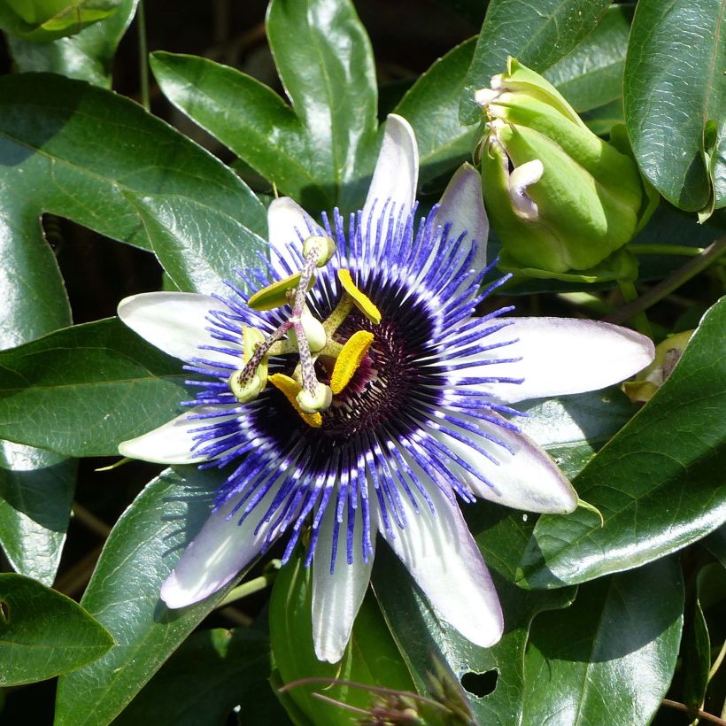 Passiflora Damsel's Delight - Flor de la pasión (Floración)