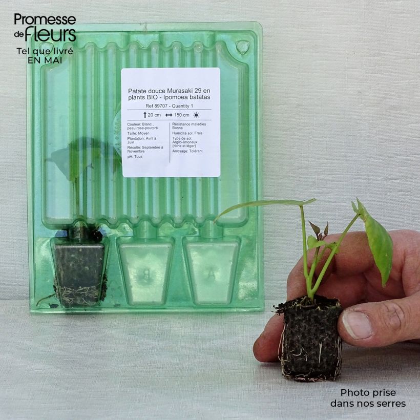 Patate douce Murasaki 29 en plants BIO - Ipomoea batatas Mini-motte 4 cm Ejemplar entregado en la primavera