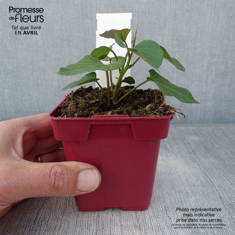 Patate douce Orléans en plants - Pot de 10/11cm Ejemplar entregado en la primavera