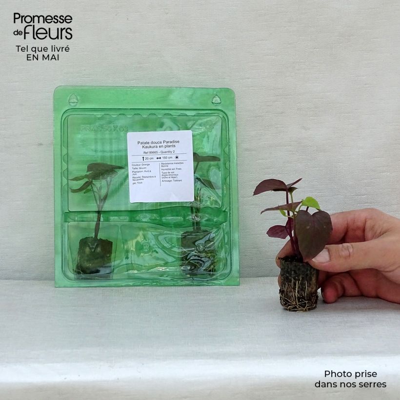 Patate douce Paradise Kaukura en plants Mini-motte 3,5 cm Ejemplar entregado en la primavera