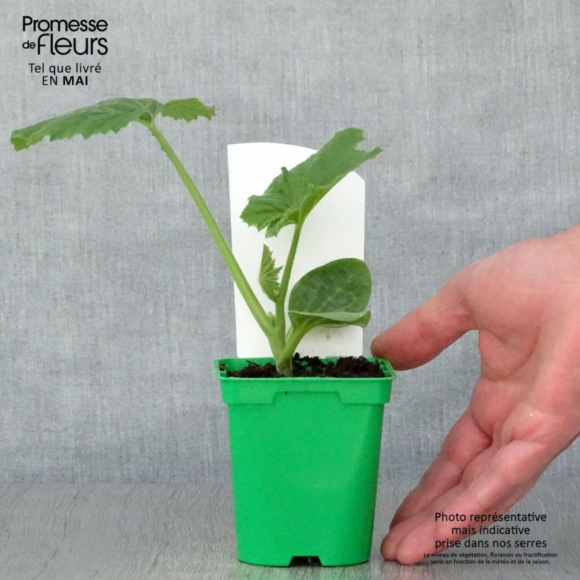 Patisson blanc en pots de 10,5cm Pot de 10 cm/11cm Ejemplar entregado en la primavera