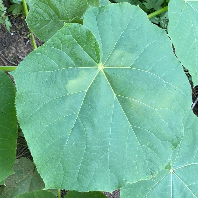 Paulownia fortunei April Light (Follaje)