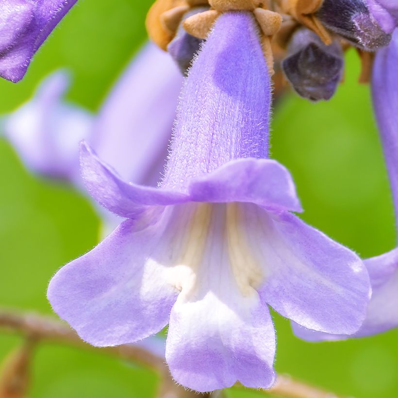 Paulownia fortunei April Light (Floración)