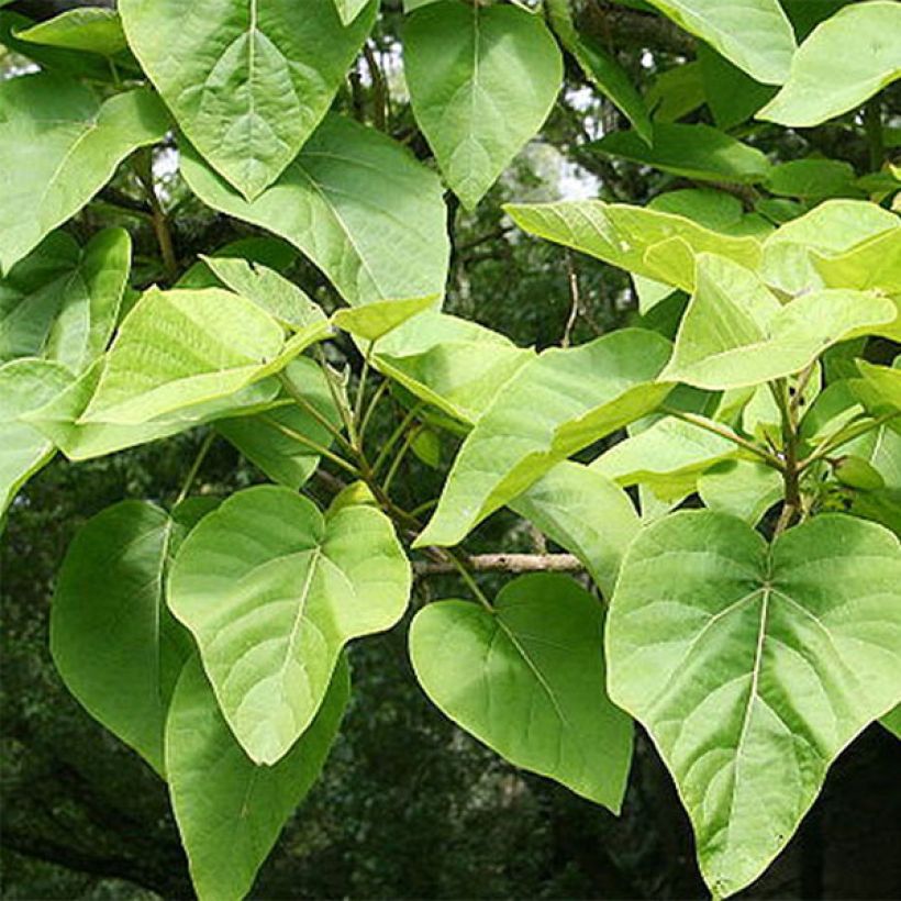 Paulownia tomentosa - Paulonia imperial (Follaje)