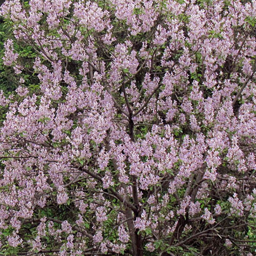 Paulownia tomentosa - Paulonia imperial (Floración)