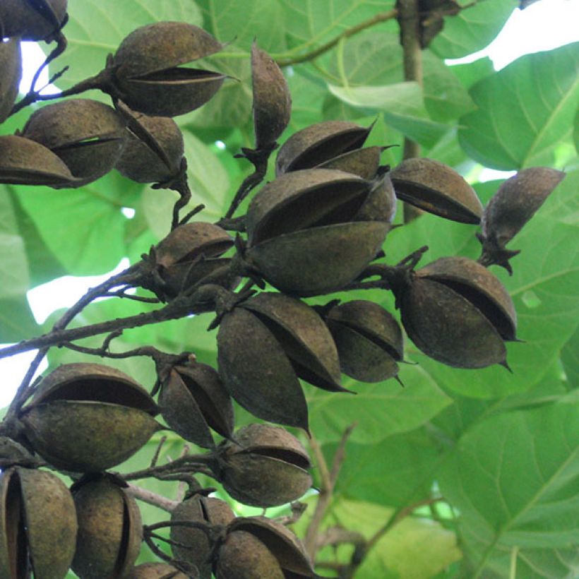 Paulownia tomentosa - Paulonia imperial (Cosecha)