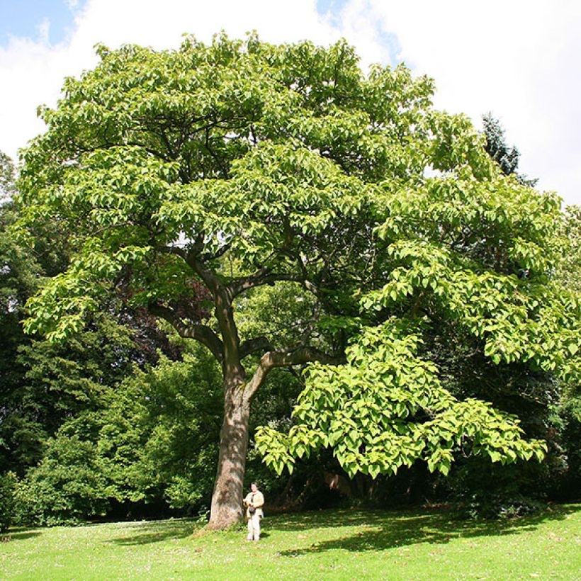 Paulownia tomentosa - Paulonia imperial (Porte)