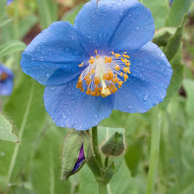 Meconopsis betonicifolia - Amapola azul del Himalaya (Floración)