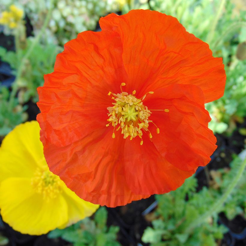 Amapola de Islandia Gartenzwerg - Papaver nudicaule (Floración)