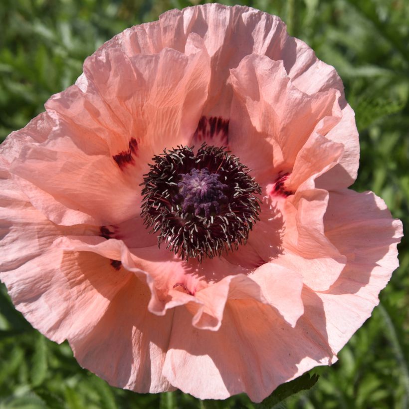 Amapola oriental Little Dancing Girl - Papaver orientale (Floración)