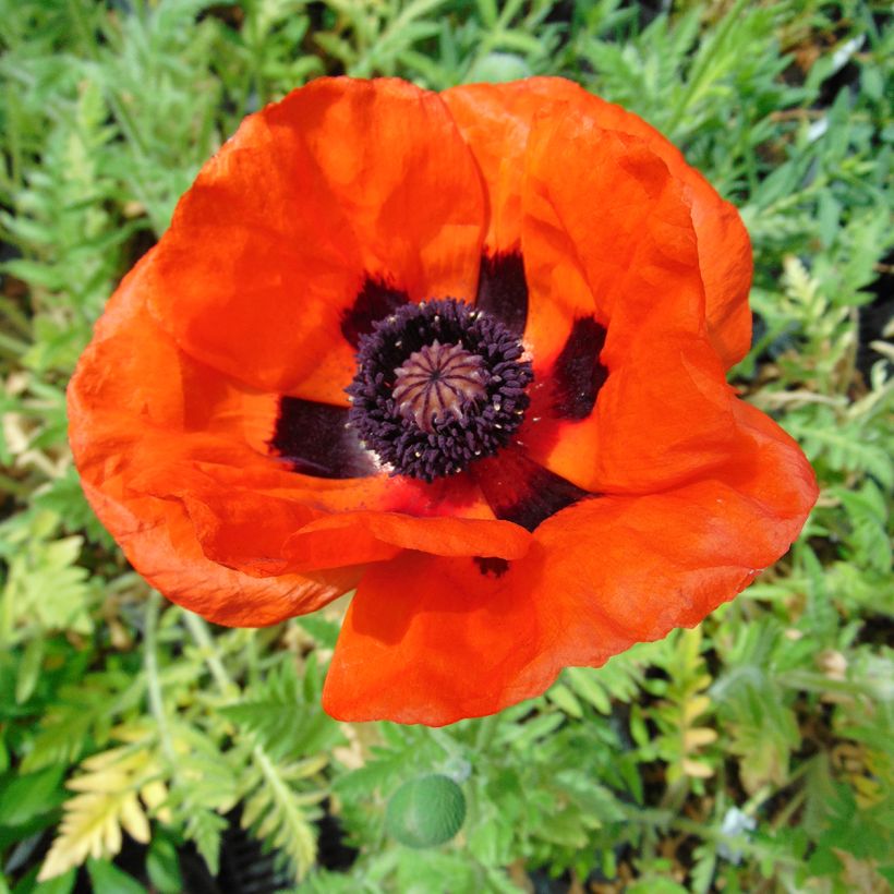 Amapola oriental Brilliant - Papaver orientale (Floración)