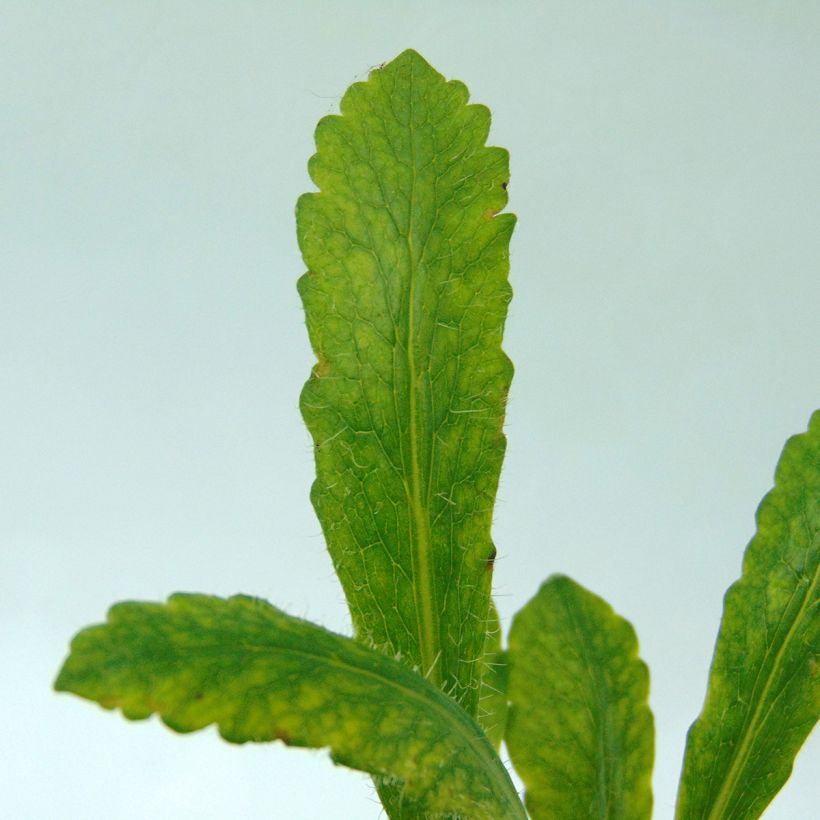 Amapola oriental Clochard - Papaver orientale (Follaje)