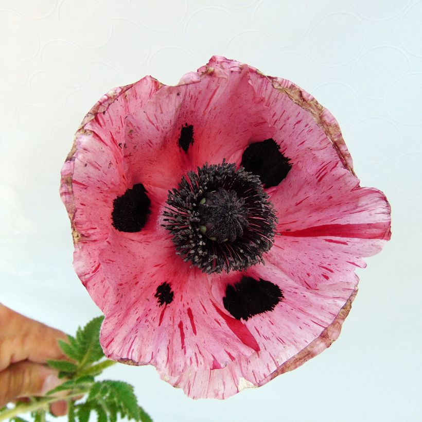 Amapola oriental Clochard - Papaver orientale (Floración)