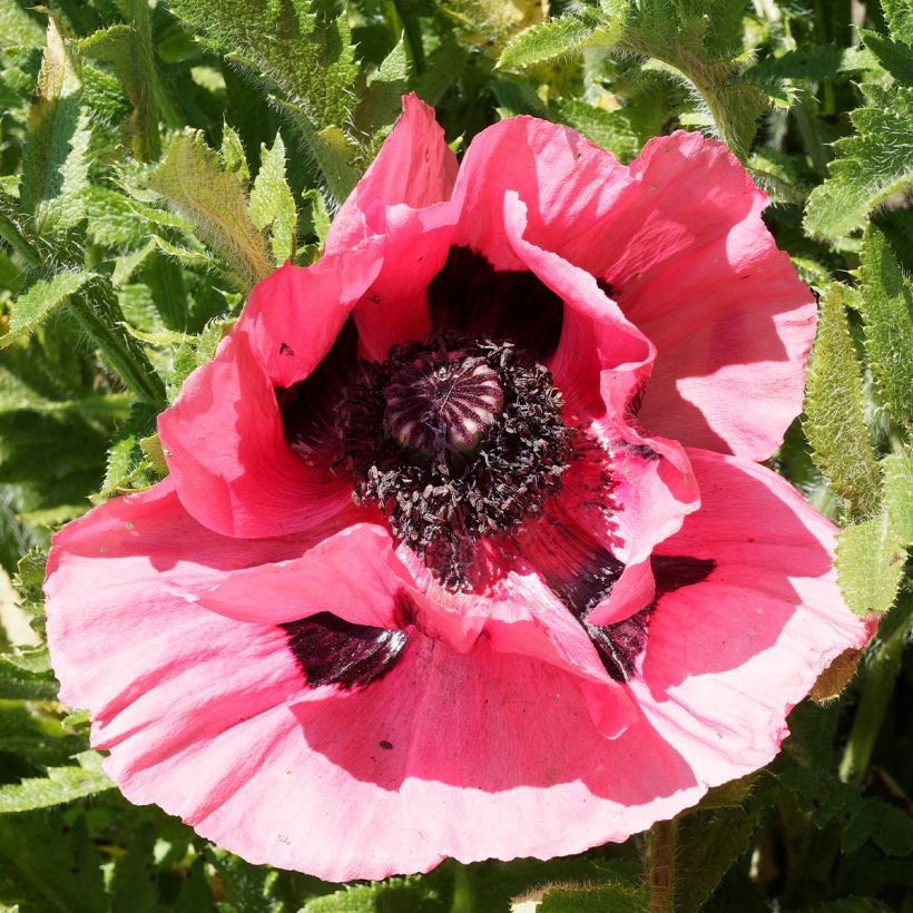 Amapola oriental Lilac Girl - Papaver orientale (Floración)