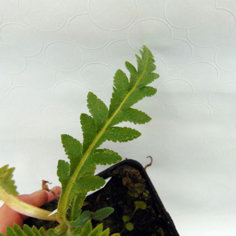 Amapola oriental Türkenlouis - Papaver orientale (Follaje)