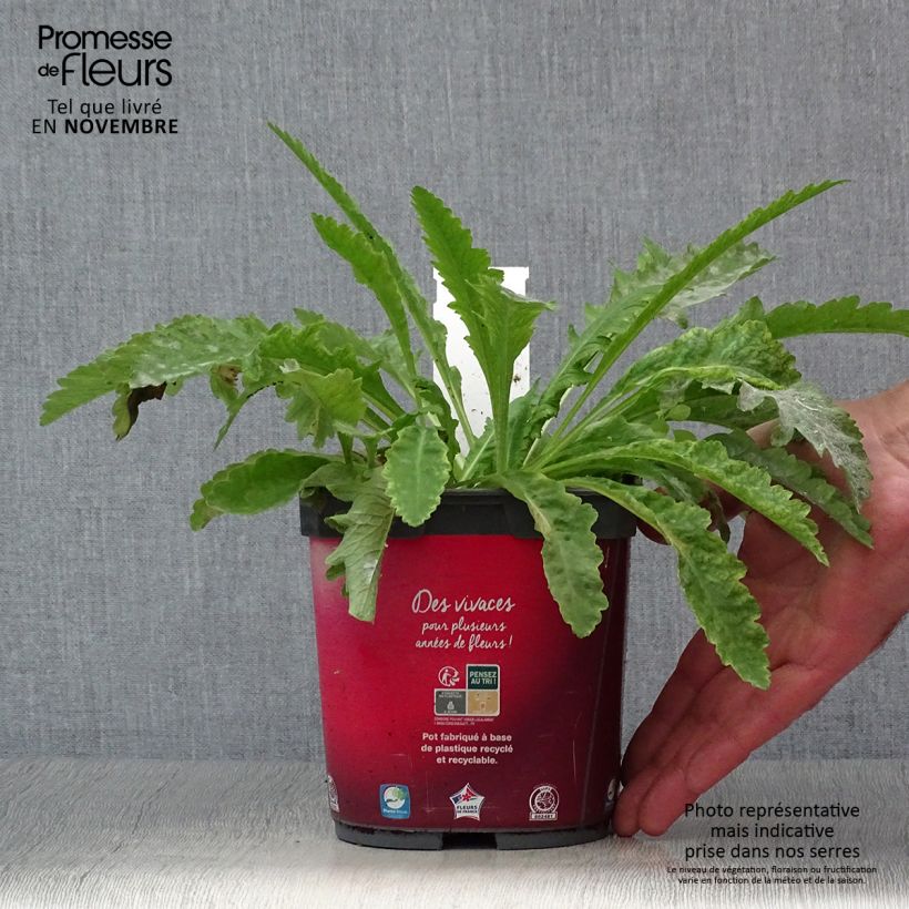 Ejemplar de Pavot d'Orient rouge - Papaver orientale Allegro en pot de 2/3 litres entregado en otoño